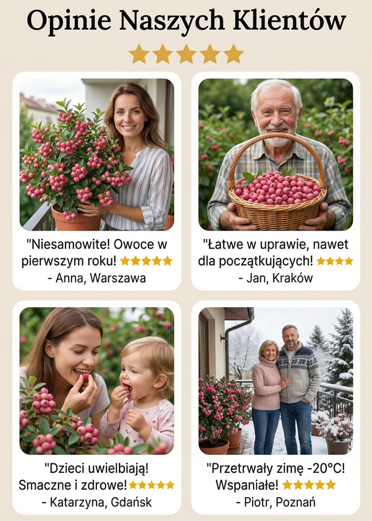 【🌱Kup jedną, drugą gratis】Rzadka odmiana borówki różowej🍇 Pink Lady, słodka i soczysta, owocuje w tym samym roku🚨