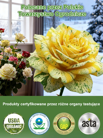 🌈99,9% wskaźnik przeżywalności nasion róż pstrych! Sadzenie zimą w domu, kwitnienie z wyjątkowo długim okresem kwitnienia, wypełniając cały dom zapachem