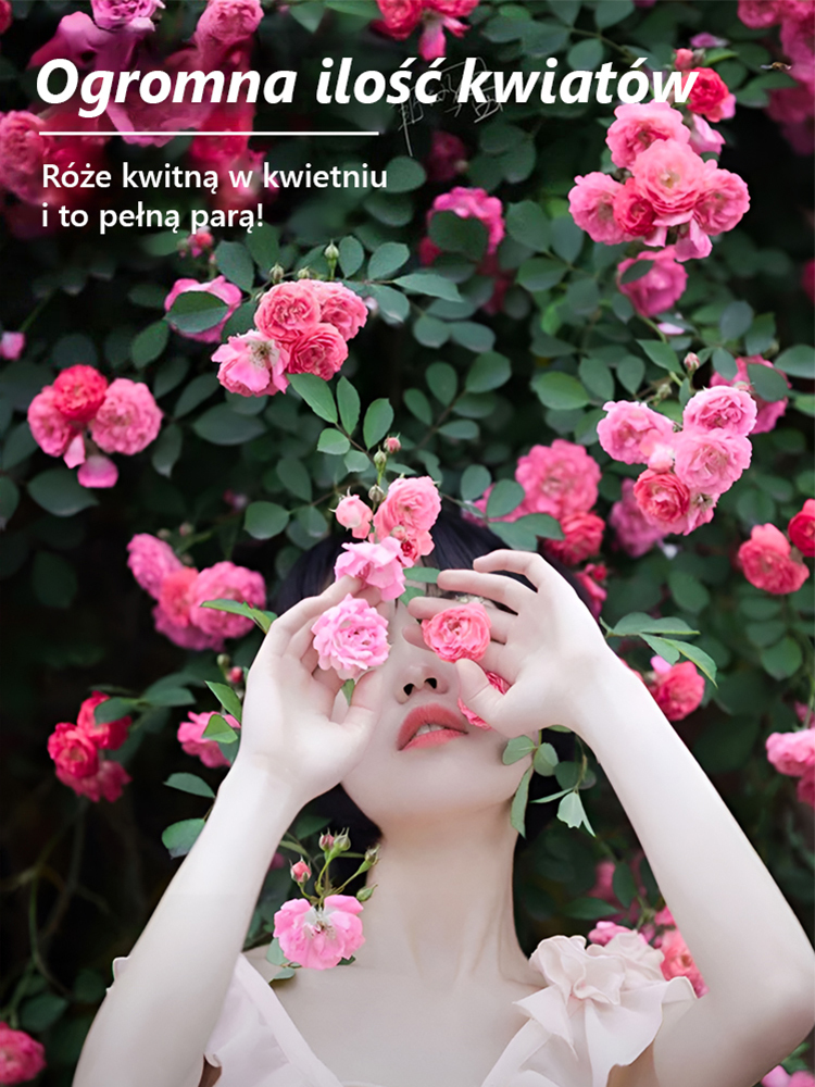 🌼 Nasiona róż pnących na cały rok | Wysoka zdolność kiełkowania 97% | Ciągłe kwitnienie przez cały rok 🌿