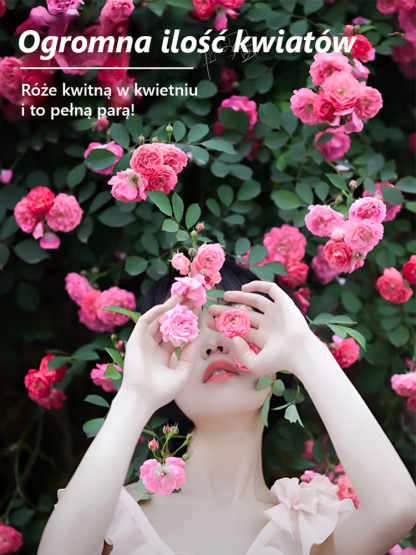 🌼 Nasiona róż pnących na cały rok | Wysoka zdolność kiełkowania 97% | Ciągłe kwitnienie przez cały rok 🌿