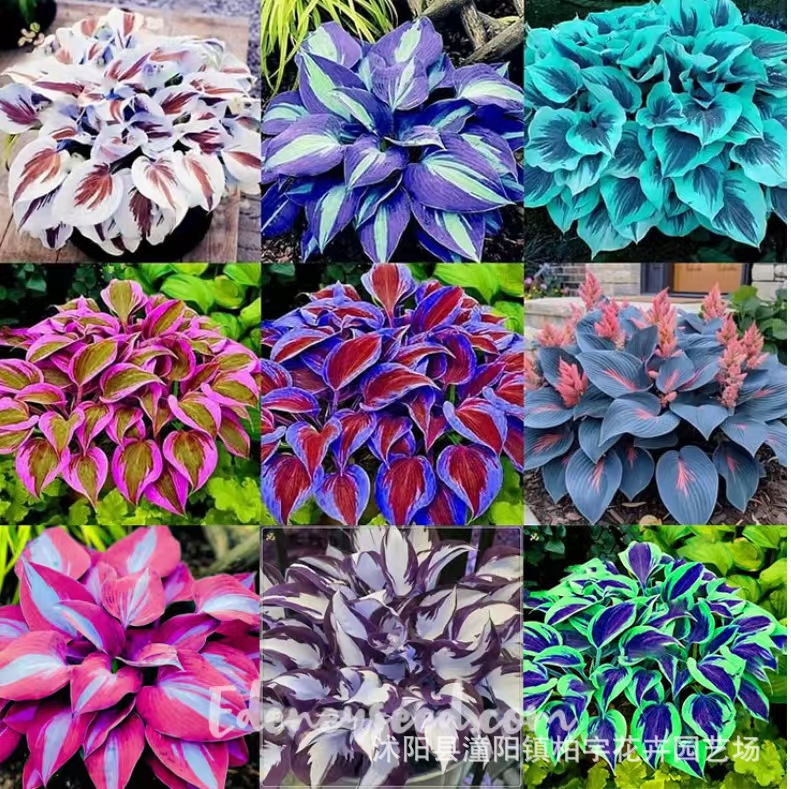 🍃【Kup jeden, drugi gratis】Kolorowe nasiona funkii💐 Wyjątkowe i żywe kolory, niesamowicie piękne!