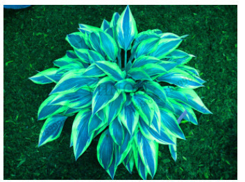 🍃【Kup jeden, drugi gratis】Kolorowe nasiona funkii💐 Wyjątkowe i żywe kolory, niesamowicie piękne!