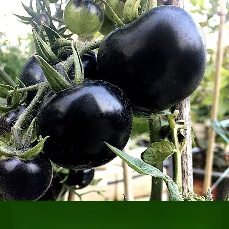 🍅Nasiona borówki amerykańskiej i pomidora, wysoka zdolność kiełkowania, wytrzymałe rośliny, ulepszone odmiany gwarantujące obfite zbiory!