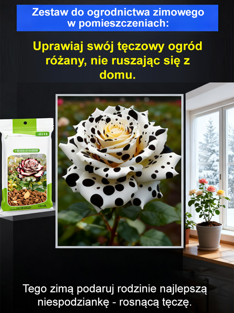 🌈99,9% wskaźnik przeżywalności nasion róż pstrych! Sadzenie zimą w domu, kwitnienie z wyjątkowo długim okresem kwitnienia, wypełniając cały dom zapachem