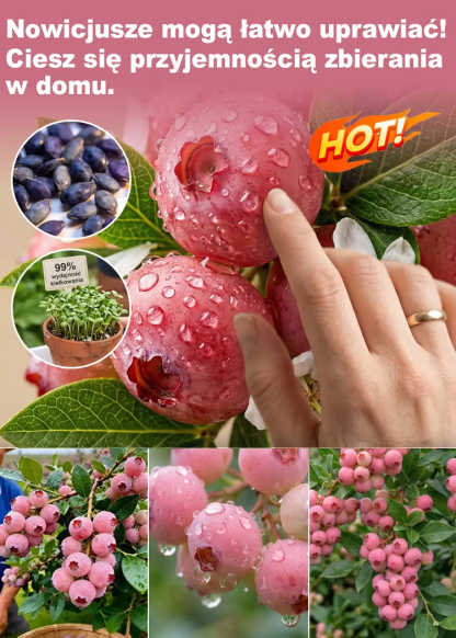 【🌱Kup jedną, drugą gratis】Rzadka odmiana borówki różowej🍇 Pink Lady, słodka i soczysta, owocuje w tym samym roku🚨