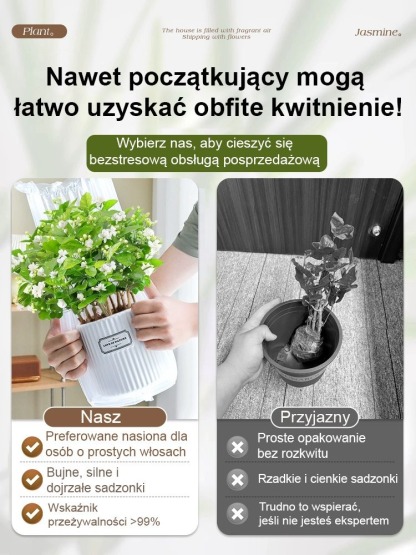 🌸Nasiona jaśminu dwupłatkowego! 180-dniowy, bardzo długi okres kwitnienia, kwitnie przez cały rok bez gnicia korzeni