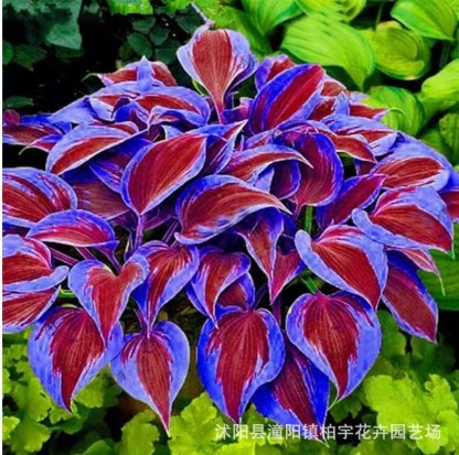 🍃【Kup jeden, drugi gratis】Kolorowe nasiona funkii💐 Wyjątkowe i żywe kolory, niesamowicie piękne!