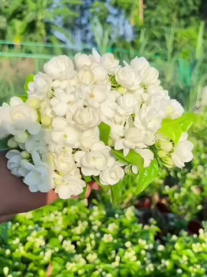 🌸Nasiona jaśminu dwupłatkowego! 180-dniowy, bardzo długi okres kwitnienia, kwitnie przez cały rok bez gnicia korzeni
