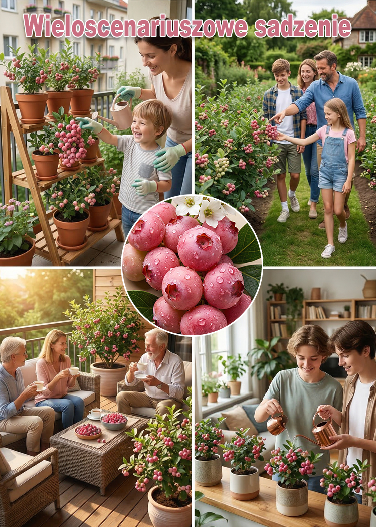 【🌱Kup jedną, drugą gratis】Rzadka odmiana borówki różowej🍇 Pink Lady, słodka i soczysta, owocuje w tym samym roku🚨