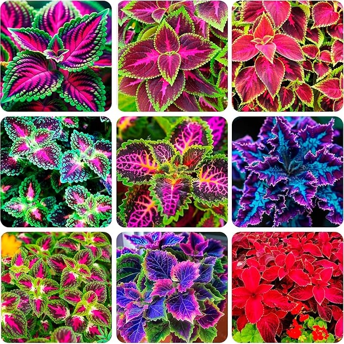 🌿 Coleus Curcubeu Dragon – 50 semințe/pungă pentru o grădină plină de culoare