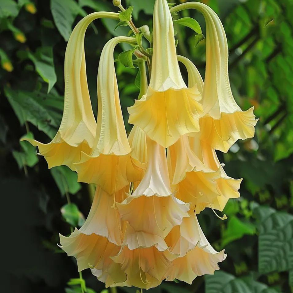 🌸 Datura (Angel’s Trumpet) – Bold, Exotic, and Enchanting