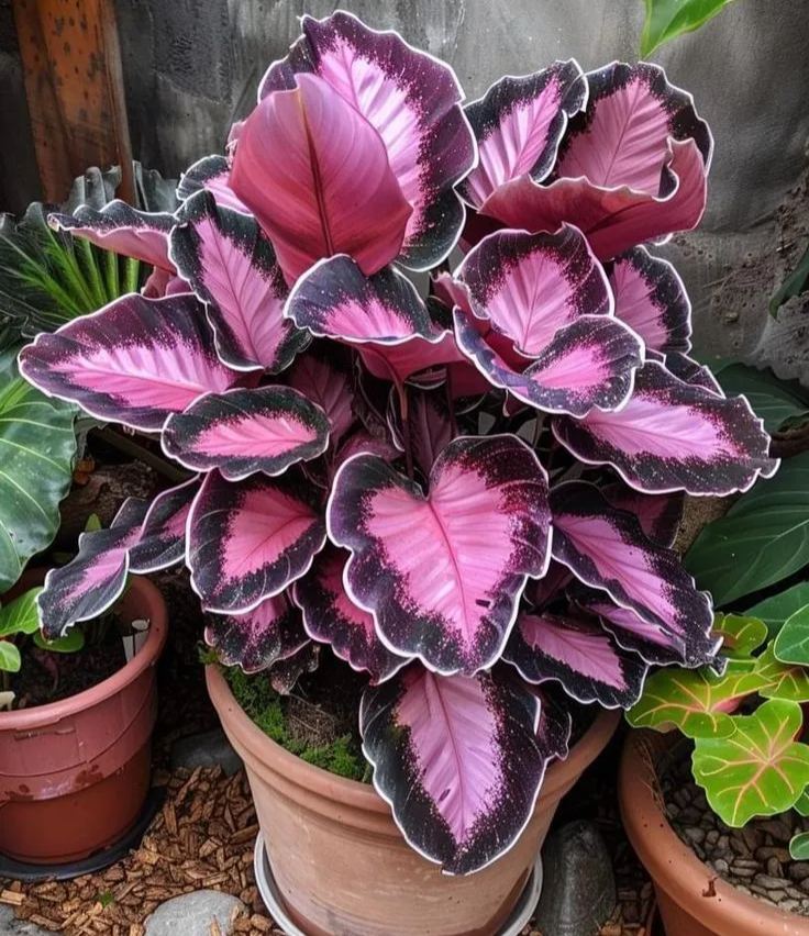 Rare Giant Tall Hosta Seeds – Towering Elegance & Shade-Tolerant Beauty