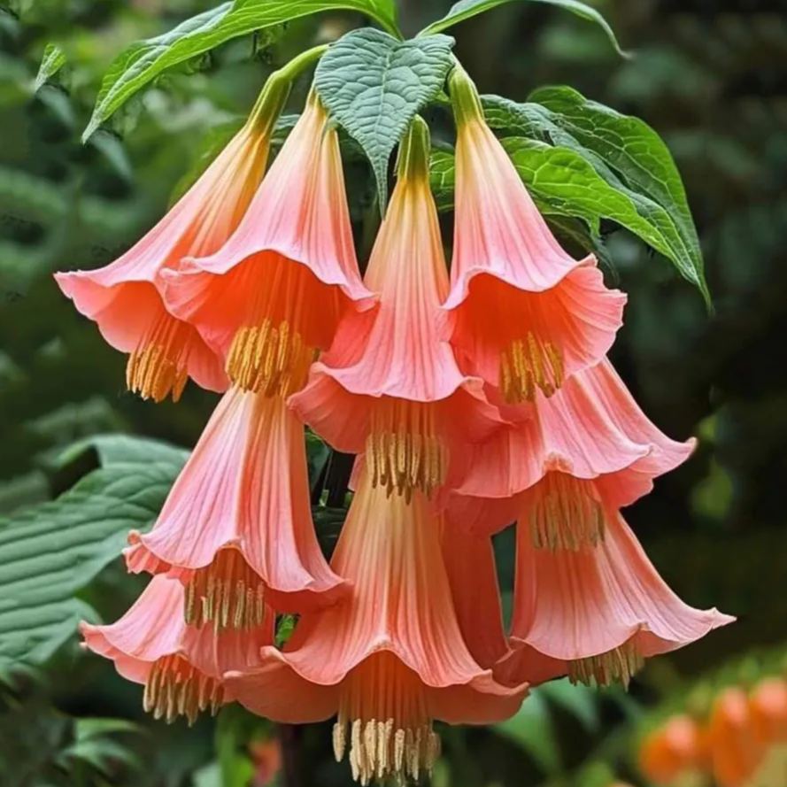 🌸 Datura (Angel’s Trumpet) – Bold, Exotic, and Enchanting