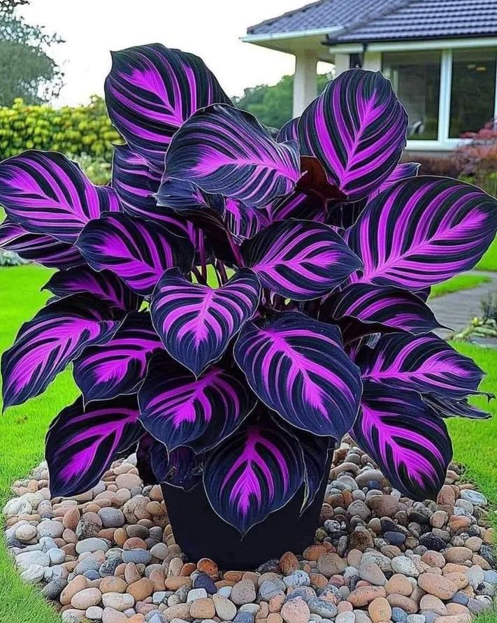 Rare Giant Tall Hosta Seeds – Towering Elegance & Shade-Tolerant Beauty