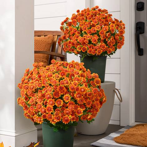 💥Last Day Each Only $2.59- Artificial Outdoor Sunset Mums Flowers - UV resistant, Waterproof, Windproof