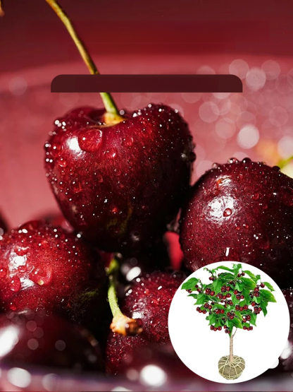 Fast-Growing Rare Cherry Trees. Hardy, High-Yield & Guaranteed to Fruit in the First Year. Stop waiting years!