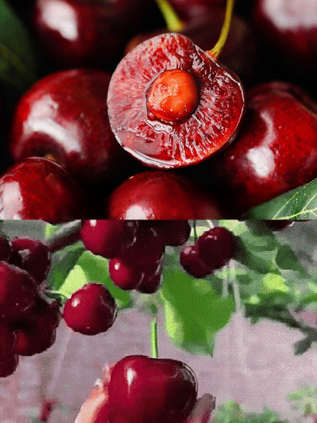 Fast-Growing Rare Cherry Trees. Hardy, High-Yield & Guaranteed to Fruit in the First Year. Stop waiting years!