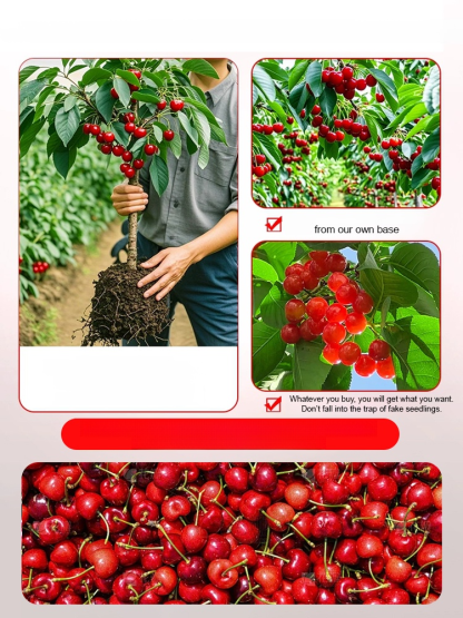 Fast-Growing Rare Cherry Trees. Hardy, High-Yield & Guaranteed to Fruit in the First Year. Stop waiting years!