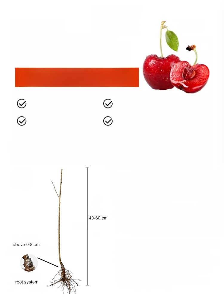 Fast-Growing Rare Cherry Trees. Hardy, High-Yield & Guaranteed to Fruit in the First Year. Stop waiting years!