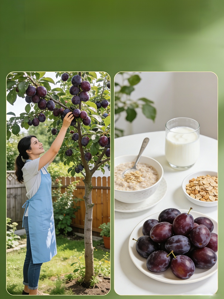 High-yielding and easy-to-care-for plum seedlings, Honey-sweet, juicy prunes in your garden. Ultra-hardy and incredibly easy to grow.