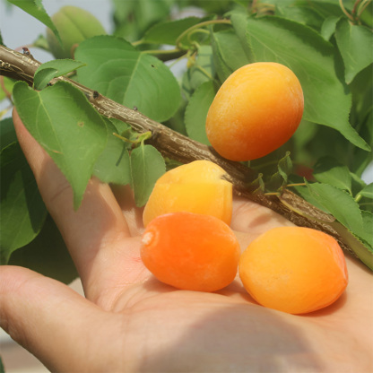 High-yielding and easy-to-care-for plum seedlings, Honey-sweet, juicy prunes in your garden. Ultra-hardy and incredibly easy to grow.