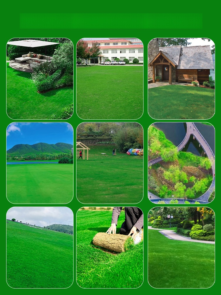 Germinates in 7 days, evergreen all year round! Ultra-premium, no-mow grass seeds, now on special discount!