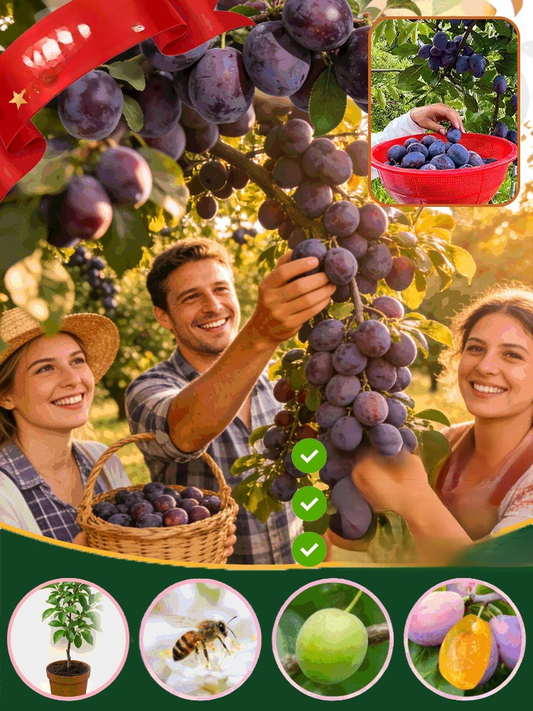 High-yielding and easy-to-care-for plum seedlings, Honey-sweet, juicy prunes in your garden. Ultra-hardy and incredibly easy to grow.