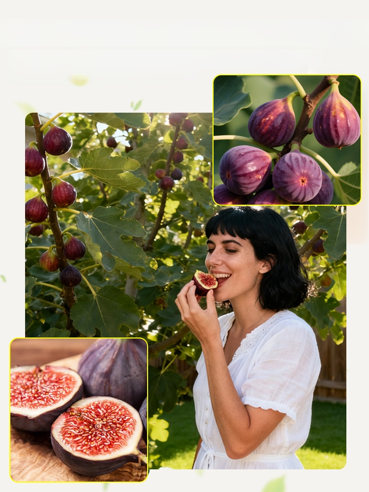 [Enjoy fresh fruit daily] Fig seedlings imported from Greece, Just give them sunlight, water, and a little love, and you can enjoy homegrown figs in the first year 💚