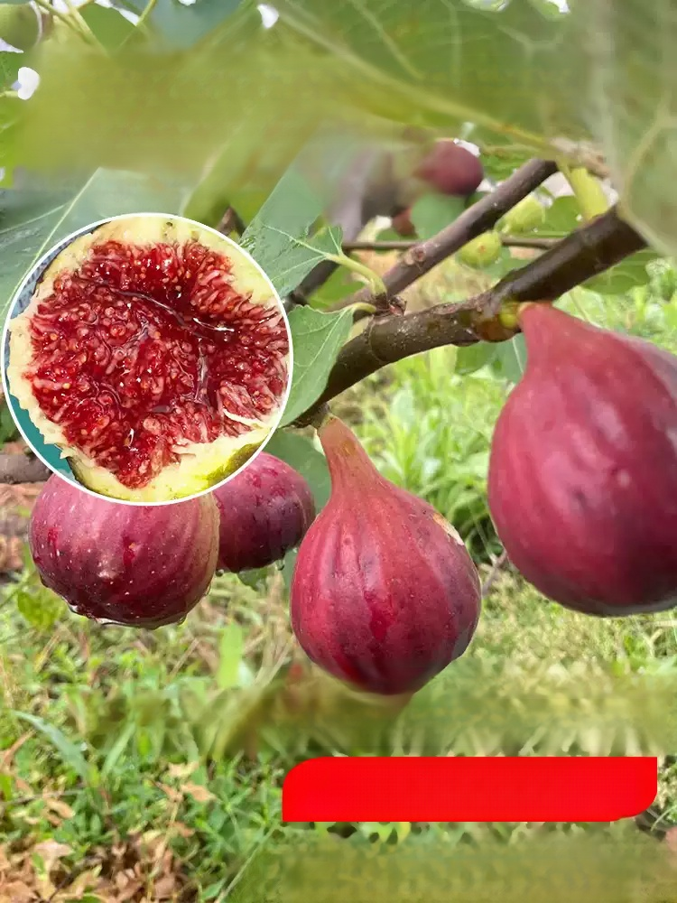 [Enjoy fresh fruit daily] Fig seedlings imported from Greece, Just give them sunlight, water, and a little love, and you can enjoy homegrown figs in the first year 💚
