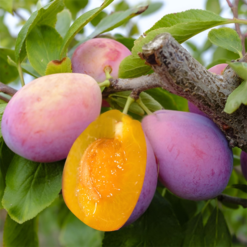 High-yielding and easy-to-care-for plum seedlings, Honey-sweet, juicy prunes in your garden. Ultra-hardy and incredibly easy to grow.