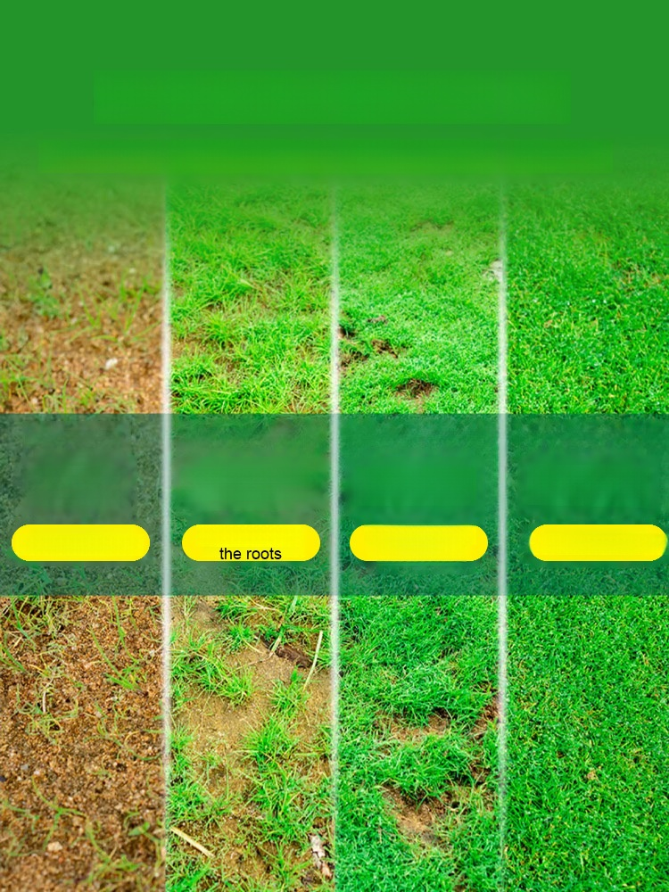 Germinates in 7 days, evergreen all year round! Ultra-premium, no-mow grass seeds, now on special discount!