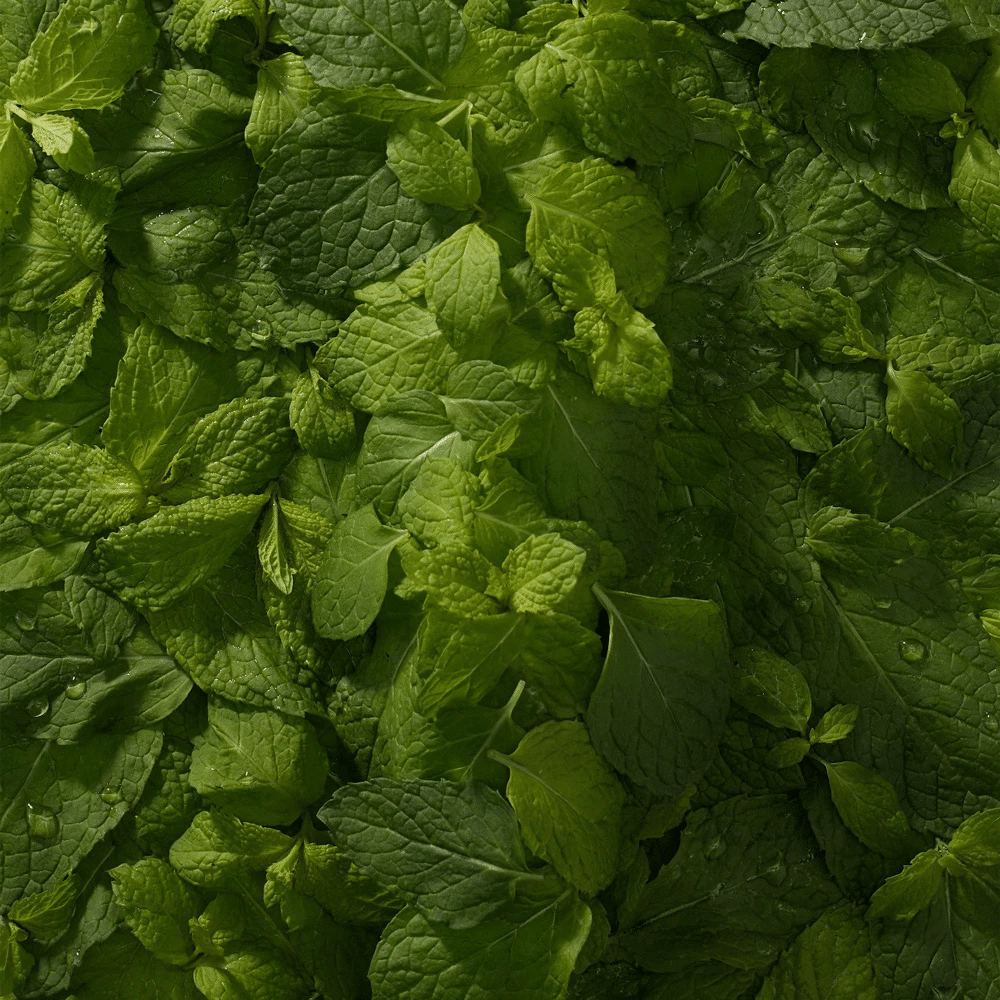 Ela Mint n-Ha Toothpaste features fresh green mint leaves and is a fluoride-free oral care choice.