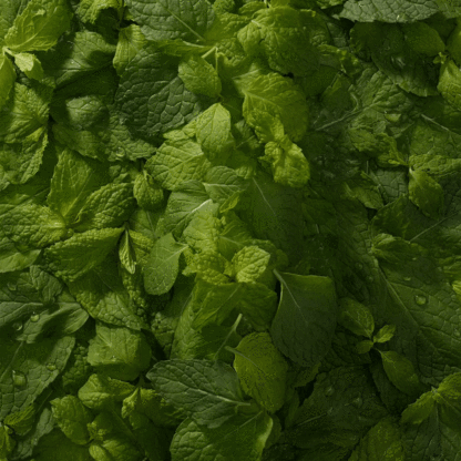Ela Mint n-Ha Toothpaste features fresh green mint leaves and is a fluoride-free oral care choice.