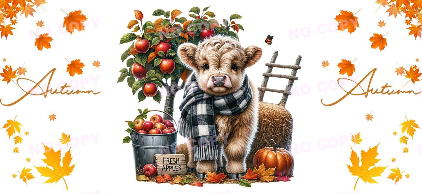 Y16550-Highland Cow