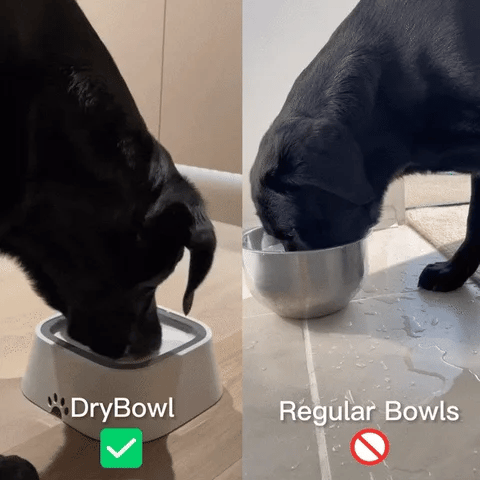Twee honden drinken uit HydroPaws Anti-Spat Drinkbak