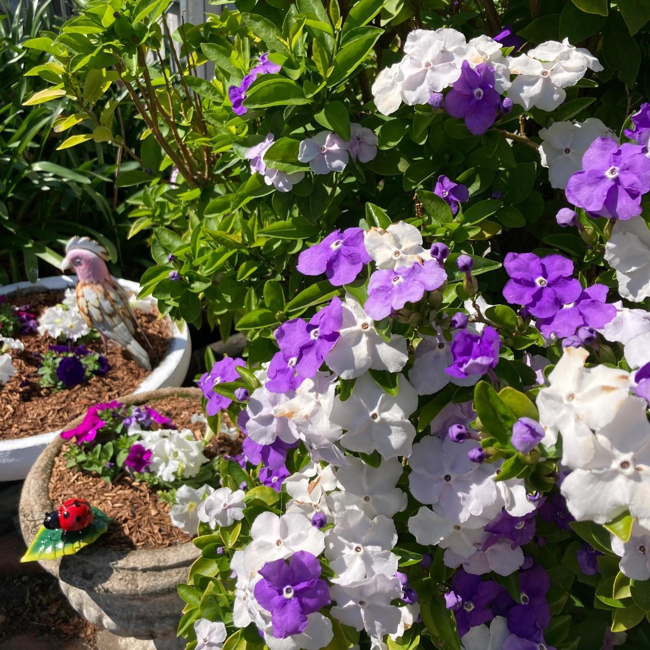 🎁2026 Special Offer🌱Trailing Jasmine Seeds - 🌼Fragrant Blooming Vine🌿 Cold-resistant & easy to grow High survival rate Create Your Own Magic Garden💐