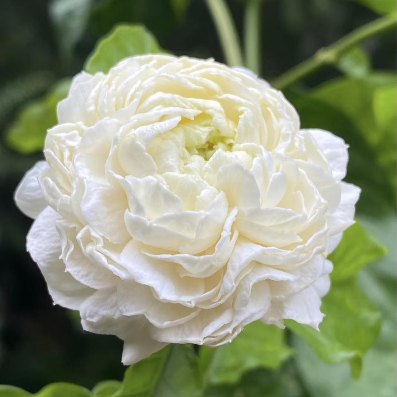 🎁2026 Special Offer🌱Trailing Jasmine Seeds - 🌼Fragrant Blooming Vine🌿 Cold-resistant & easy to grow High survival rate Create Your Own Magic Garden💐