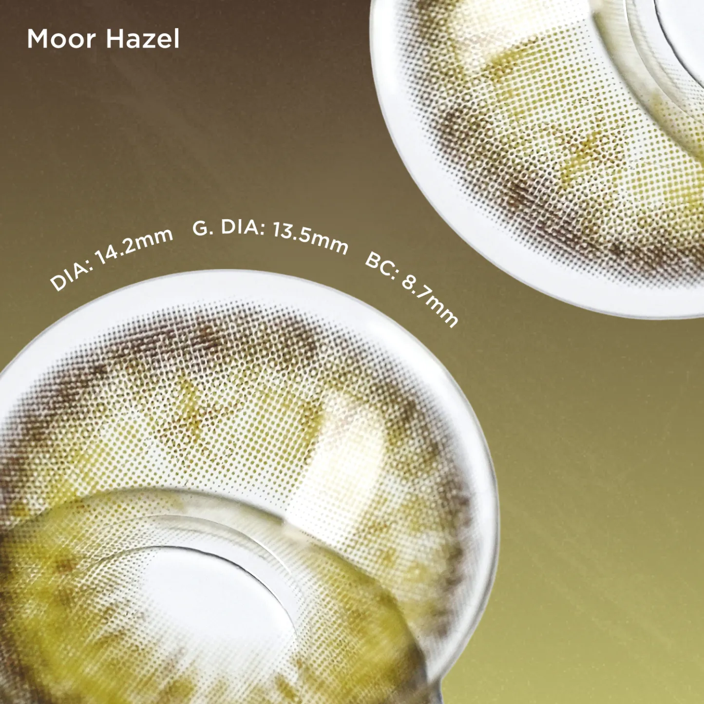 Moor Hazel(1 pc)