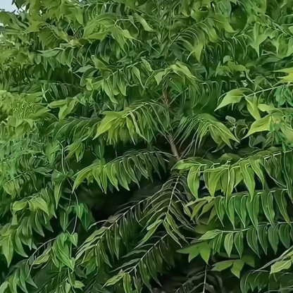 Amerikanische Pekannussbaum-Sämlinge