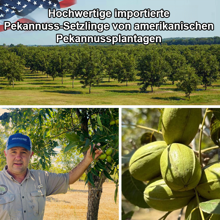 Amerikanische Pekannussbaum-Sämlinge