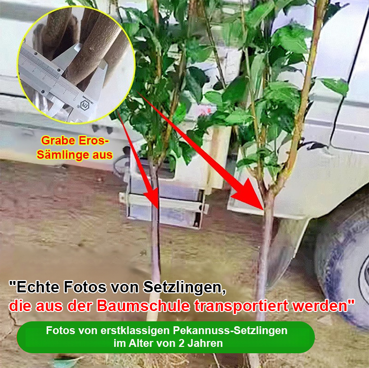 Amerikanische Pekannussbaum-Sämlinge