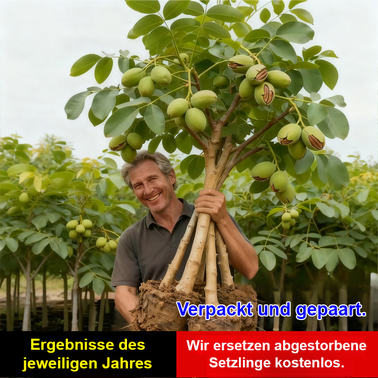 Amerikanische Pekannussbaum-Sämlinge