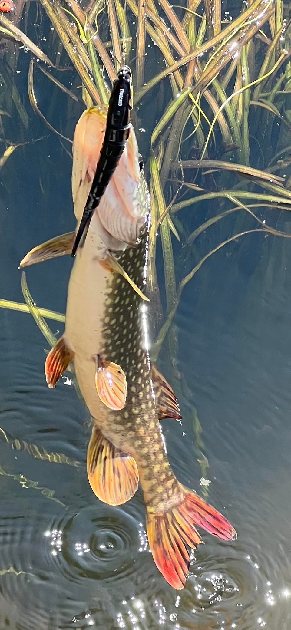 Awesome Lure!