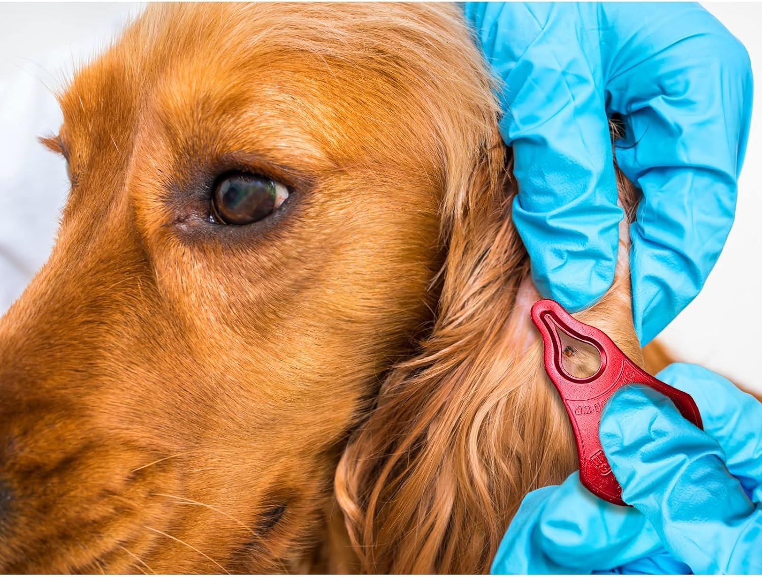 🔥Hot Sales Promotion 49% OFF🕷️Tick Remover Tool, Suitable for Pets, Animals, and Humans