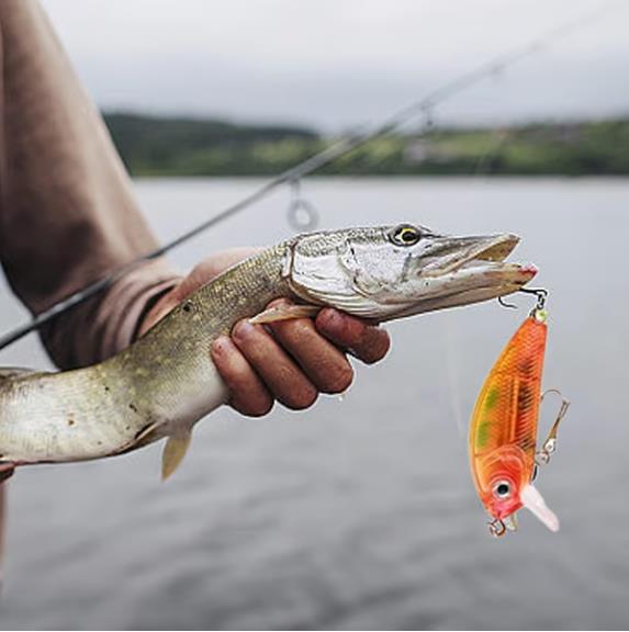 🎄Early Christmas Sale 55%🎁Advent Calendar - 24 Days of Fishing Bait - Surprise Gifts