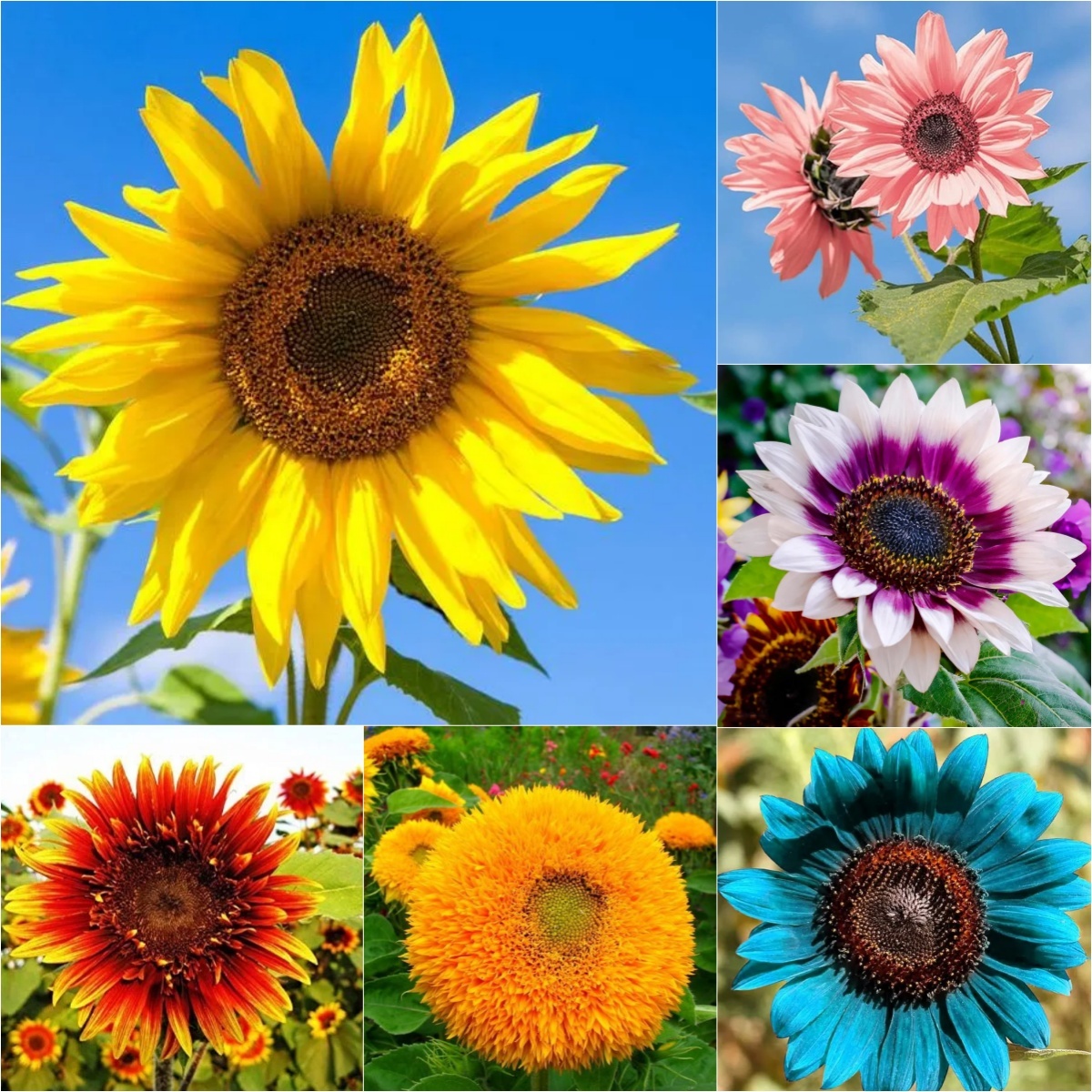 Sunflower – Your Garden’s Radiant All-Season Charm 🌻