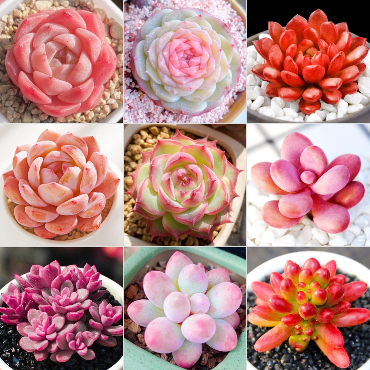 🎁Last Day 70% OFF🍃 Rare Succulents Packages Available🌿