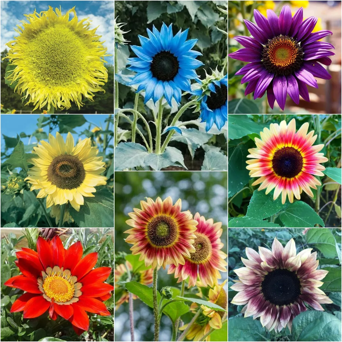 Purple Giant Sunflower Seeds Sun Flower Rare Plant Garden🌻