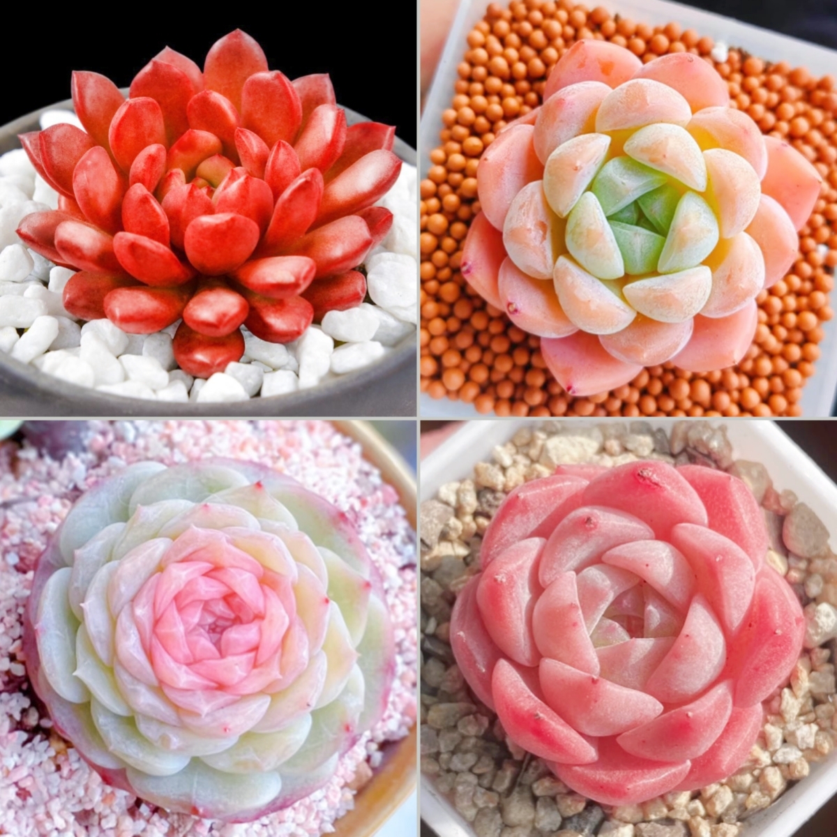 🎁Last Day 70% OFF🍃 Rare Succulents Packages Available🌿