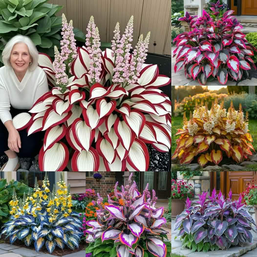 Ostatni dzień 49% zniżki🎁Oferta specjalna 2025🍃Rzadkie nasiona Hosty🌿